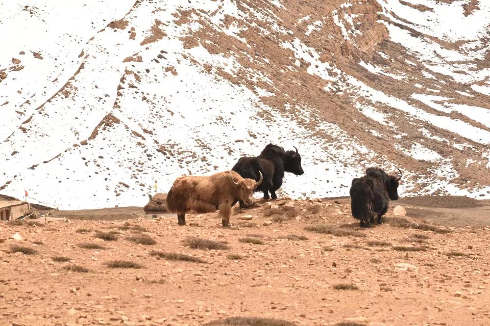 Photo of Spiti Road Trip : A Journey to the Trans Himalayas by Rachna Sharma