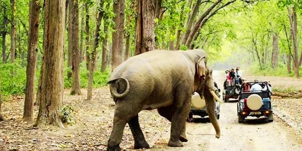Photo of Nature's Wonders: Must-Visit Wildlife Sanctuaries Across the Globe by TravelJunkies ✔
