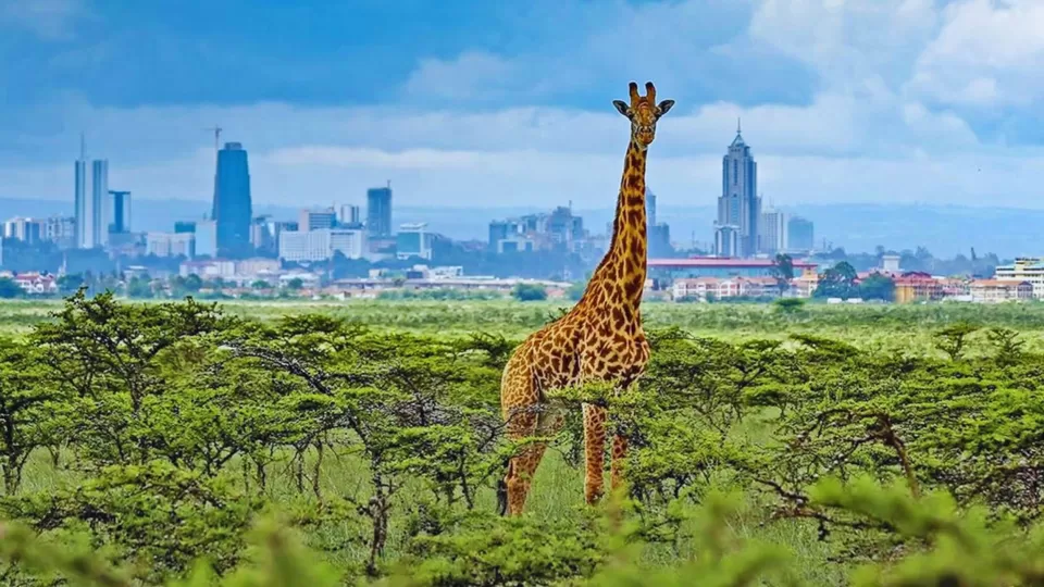 Photo of Planning A Budget Trip To Nairobi? Follow These Top 10 Tips by TravelJunkies ✔