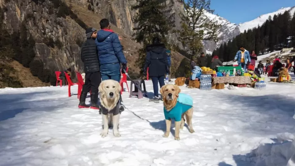Photo of Exploring Dog-Friendly Vacation Locations in India by TravelJunkies ✔