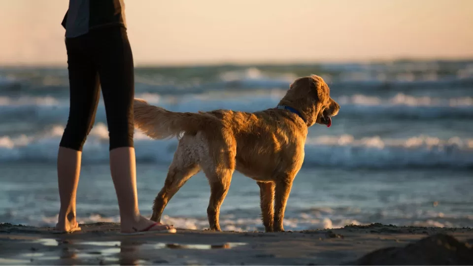 Photo of Exploring Dog-Friendly Vacation Locations in India by TravelJunkies ✔