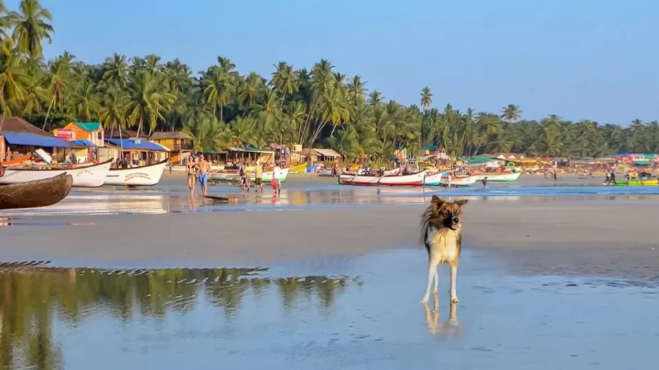 Photo of Exploring Dog-Friendly Vacation Locations in India by TravelJunkies ✔