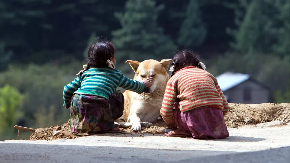 Photo of Exploring Dog-Friendly Vacation Locations in India by TravelJunkies ✔