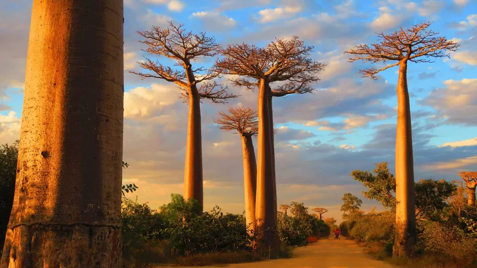 Photo of Ultimate Madagascar Travel Guide: Exploring the Madagascar in an 8-Day Trip by TravelJunkies ✔