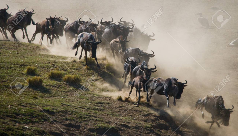 Photo of What to know about the Top 11 Safari Destinations in Kenya for an Incredible Wildlife Experience? by Josh Perter