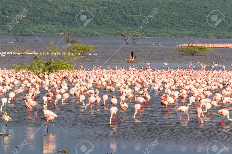 Photo of What to know about the Top 11 Safari Destinations in Kenya for an Incredible Wildlife Experience? by Josh Perter