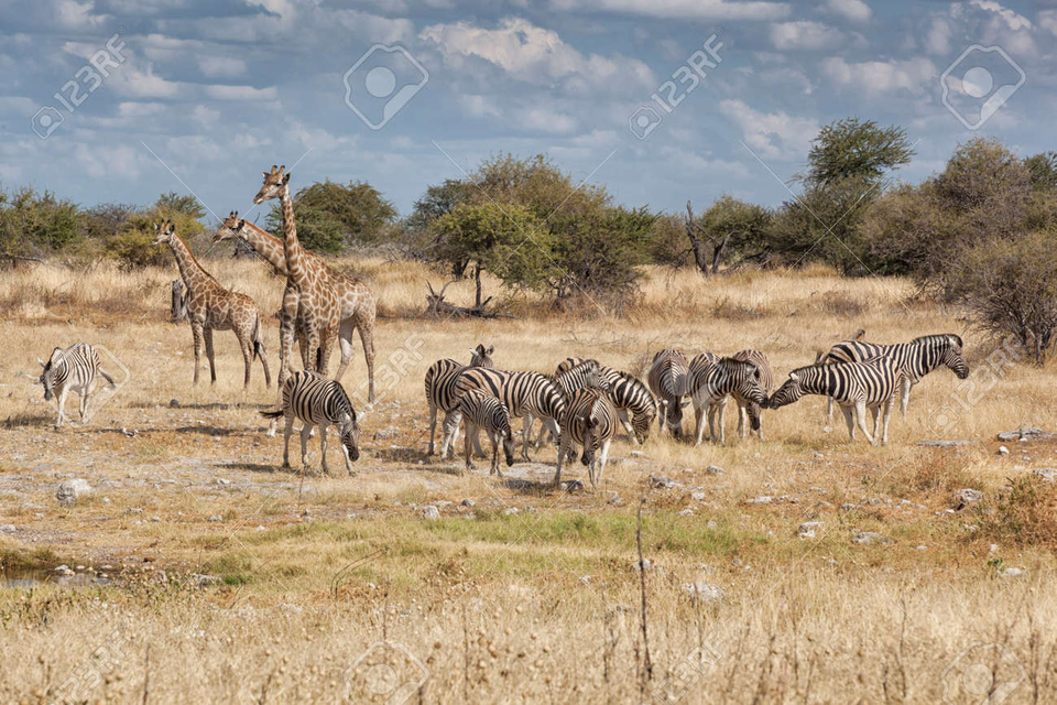Photo of What to know about the Top 11 Safari Destinations in Kenya for an Incredible Wildlife Experience? by Josh Perter