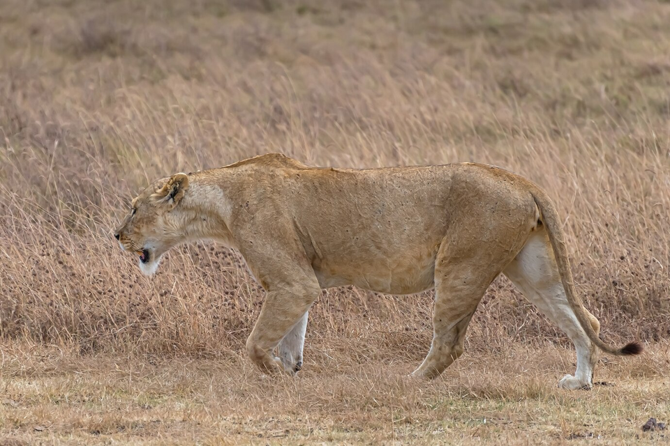 Photo of What to know about the Top 11 Safari Destinations in Kenya for an Incredible Wildlife Experience? by Josh Perter
