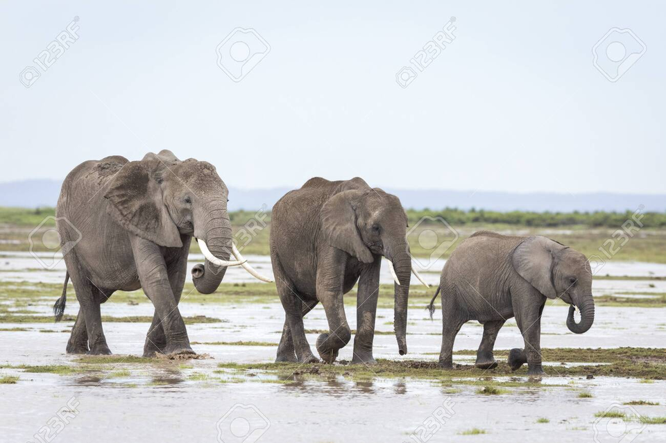 Photo of What to know about the Top 11 Safari Destinations in Kenya for an Incredible Wildlife Experience? by Josh Perter