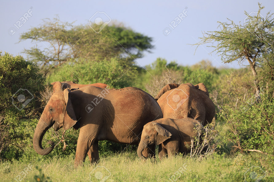 Photo of What to know about the Top 11 Safari Destinations in Kenya for an Incredible Wildlife Experience? by Josh Perter