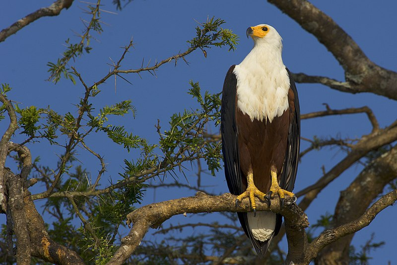 Photo of What to know about the Top 11 Safari Destinations in Kenya for an Incredible Wildlife Experience? by Josh Perter
