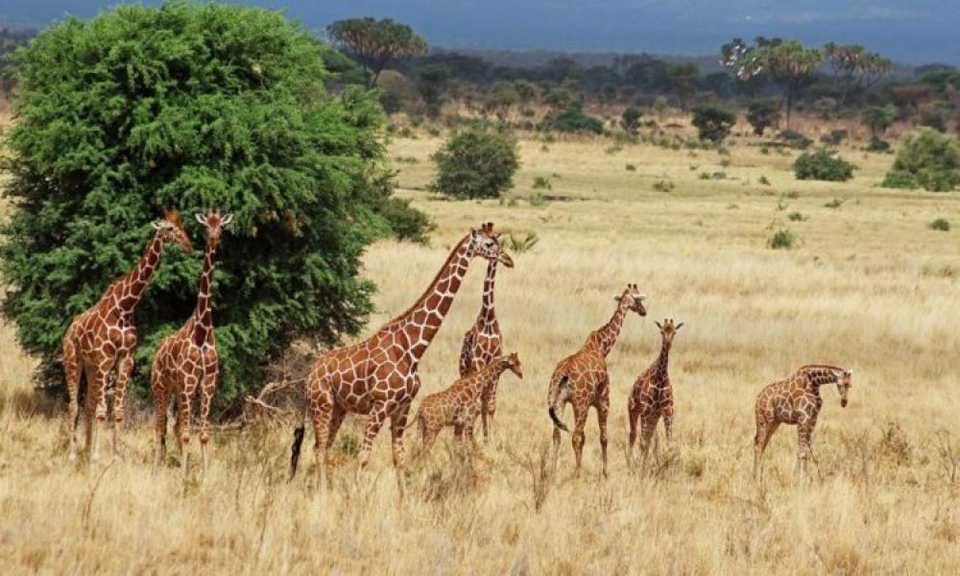 Photo of What to know about the Top 11 Safari Destinations in Kenya for an Incredible Wildlife Experience? by Josh Perter