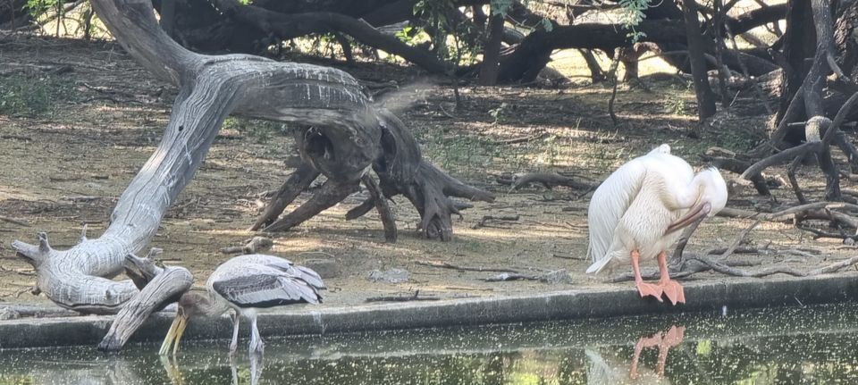 Photo of A guide to Delhi Zoological Park / Delhi Zoo and snapshot of the awaited experiences by Dr. Ruchir Rustagi