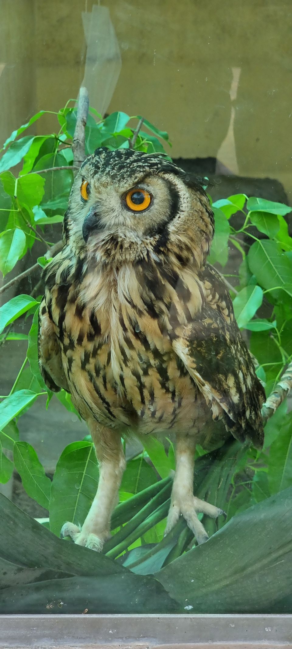 Photo of A guide to Delhi Zoological Park / Delhi Zoo and snapshot of the awaited experiences by Dr. Ruchir Rustagi