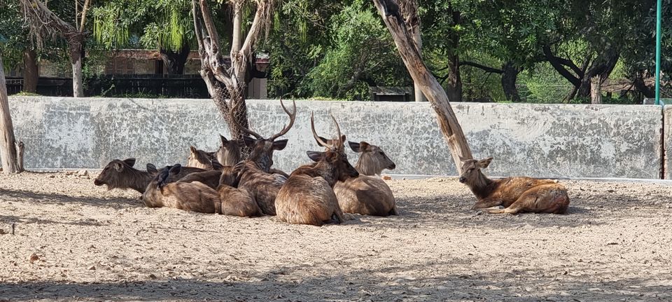 Photo of A guide to Delhi Zoological Park / Delhi Zoo and snapshot of the awaited experiences by Dr. Ruchir Rustagi