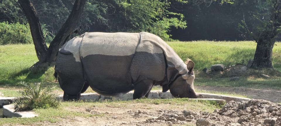 Photo of A guide to Delhi Zoological Park / Delhi Zoo and snapshot of the awaited experiences by Dr. Ruchir Rustagi