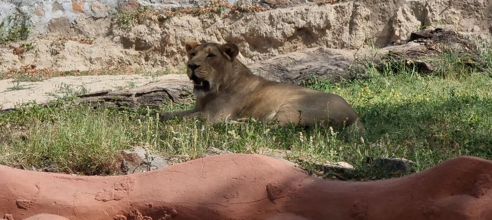Photo of A guide to Delhi Zoological Park / Delhi Zoo and snapshot of the awaited experiences by Dr. Ruchir Rustagi