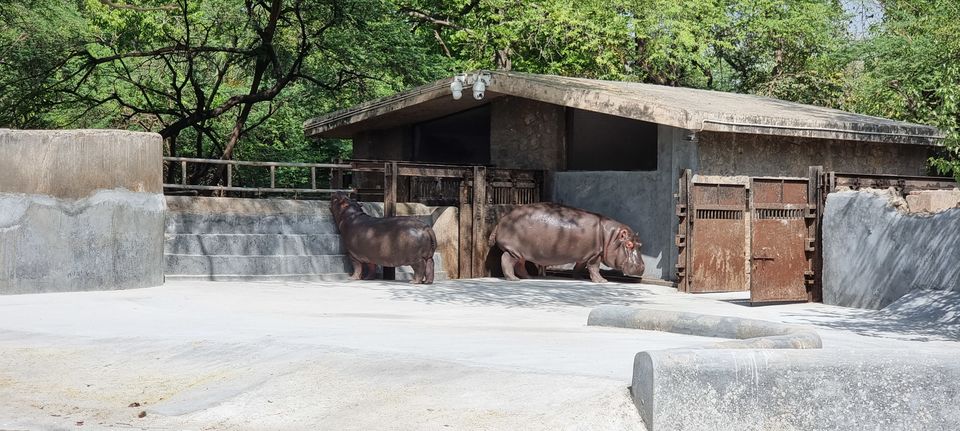 Photo of A guide to Delhi Zoological Park / Delhi Zoo and snapshot of the awaited experiences by Dr. Ruchir Rustagi