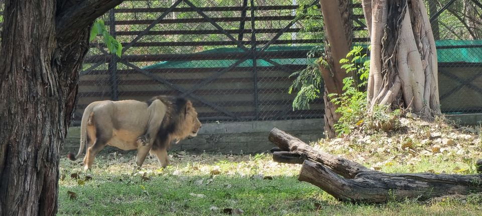 Photo of A guide to Delhi Zoological Park / Delhi Zoo and snapshot of the awaited experiences by Dr. Ruchir Rustagi