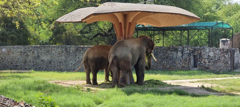 Photo of A guide to Delhi Zoological Park / Delhi Zoo and snapshot of the awaited experiences by Dr. Ruchir Rustagi