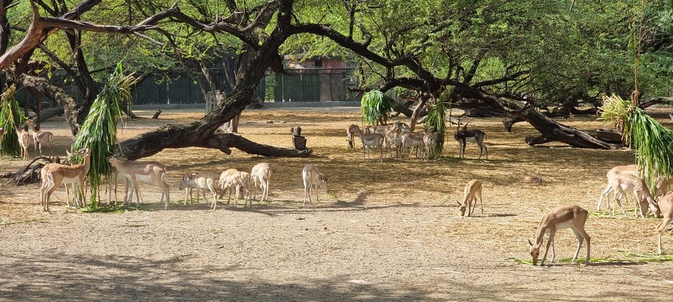 Photo of A guide to Delhi Zoological Park / Delhi Zoo and snapshot of the awaited experiences by Dr. Ruchir Rustagi