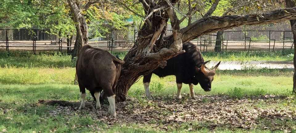 Photo of A guide to Delhi Zoological Park / Delhi Zoo and snapshot of the awaited experiences by Dr. Ruchir Rustagi
