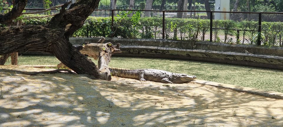 Photo of A guide to Delhi Zoological Park / Delhi Zoo and snapshot of the awaited experiences by Dr. Ruchir Rustagi