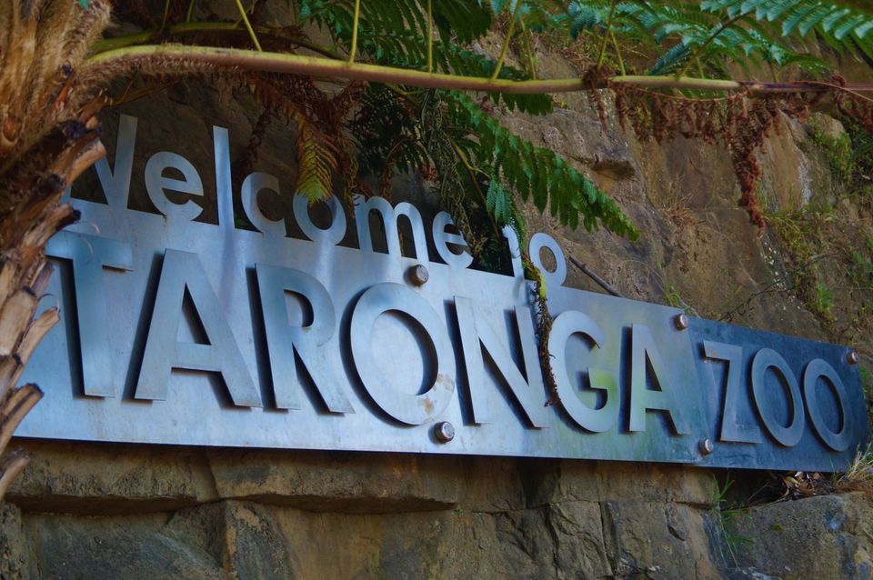Photo of The Ultimate Guide of Taronga Zoo, Sydney – Way To Spend A Day by Pamela Mukherjee