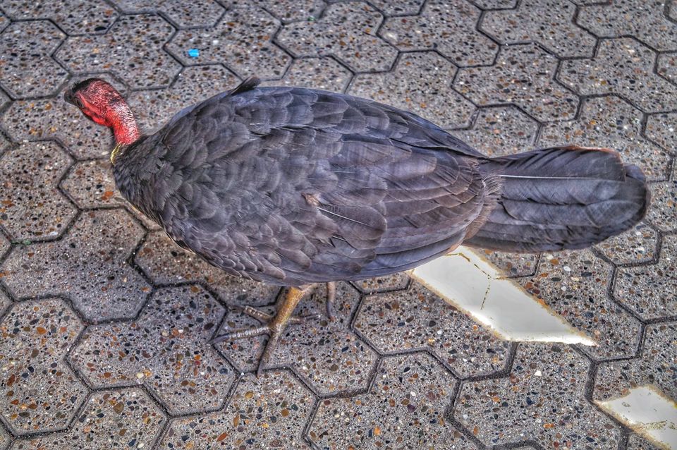 Photo of The Ultimate Guide of Taronga Zoo, Sydney – Way To Spend A Day by Pamela Mukherjee