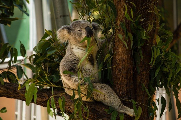 Photo of The Ultimate Guide of Taronga Zoo, Sydney – Way To Spend A Day by Pamela Mukherjee