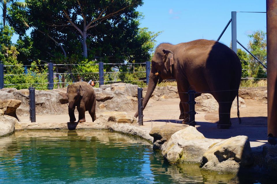 Photo of The Ultimate Guide of Taronga Zoo, Sydney – Way To Spend A Day by Pamela Mukherjee