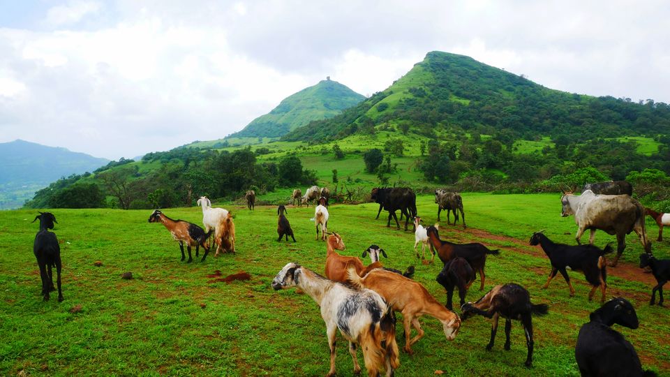 Photo of Thrilling Harihar Fort Trekking - Day 2/7 by MUhammed Unais P (TheIndianTrails)