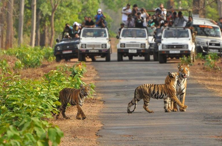 Photo of All About Bandhavgarh Tiger Reserve! by Swati Singh