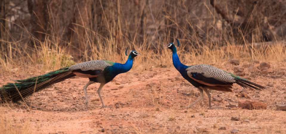 Photo of All About Bandhavgarh Tiger Reserve! by Swati Singh
