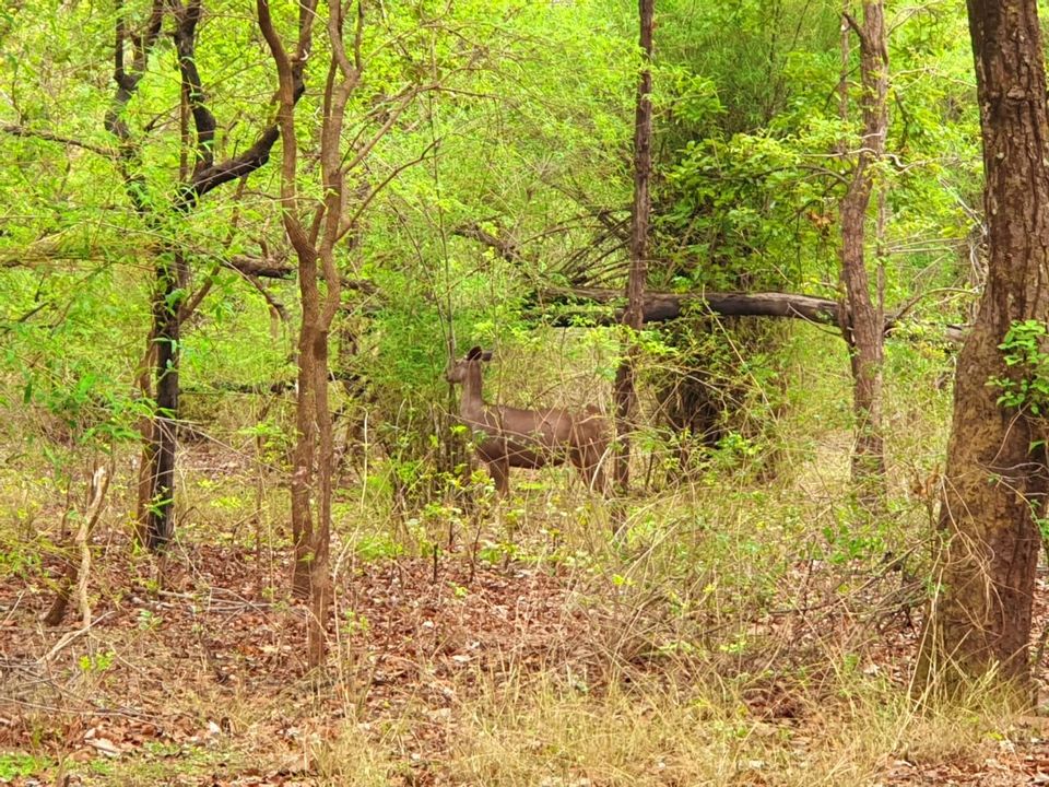 Photo of All About Bandhavgarh Tiger Reserve! by Swati Singh
