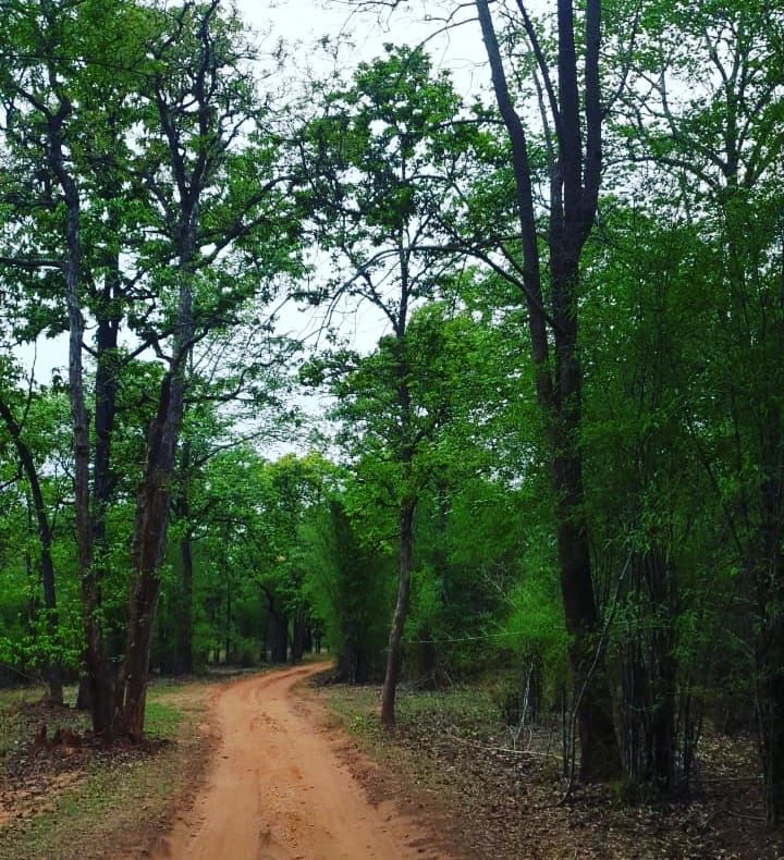 Photo of All About Bandhavgarh Tiger Reserve! by Swati Singh