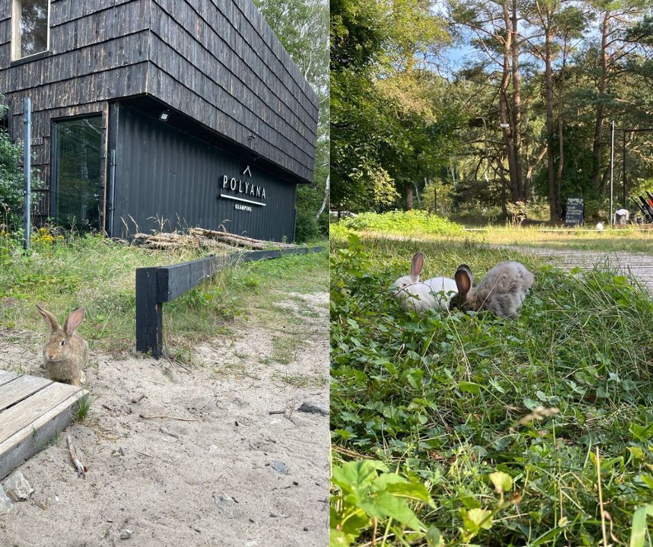 Photo of Polyana Glamping, Kaliningrad: Living in The Midst of a Forest by the Baltic Sea by Rashmi Sharma