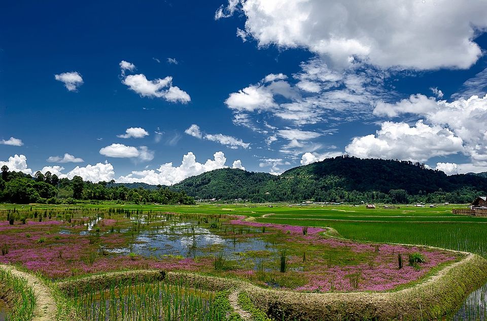 Photo of Ziro by Vibhu Anand Singh