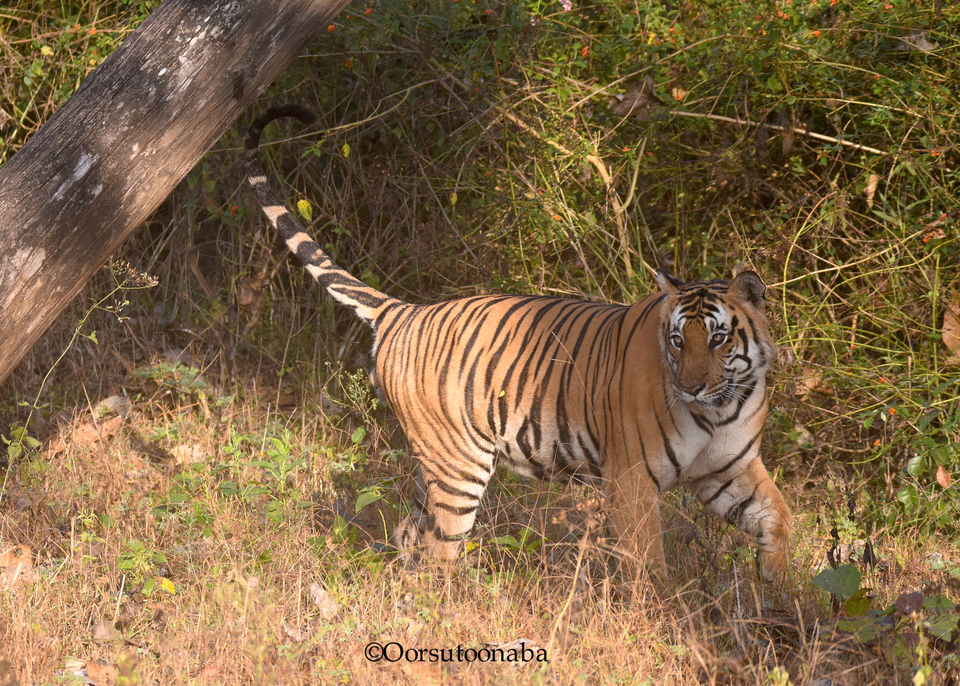 Photo of Chasing Tigers in Kabini by Rj