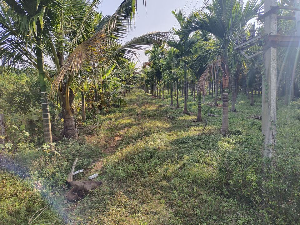 Photo of Chikkamagaluru - Exotic destination of Karnataka by Nithin S P