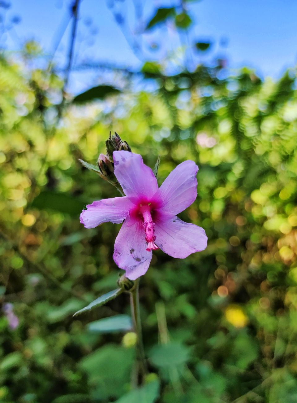 Photo of Chikkamagaluru - Exotic destination of Karnataka by Nithin S P