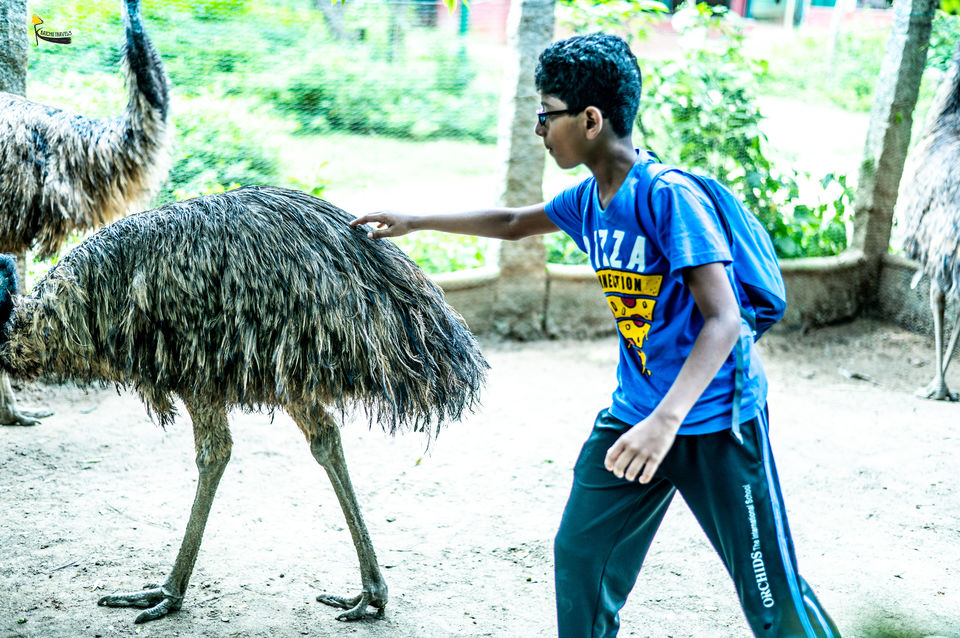 Photo of Visting EMU's in South Bangalore's Pet Sanctuary by KatchuTravels