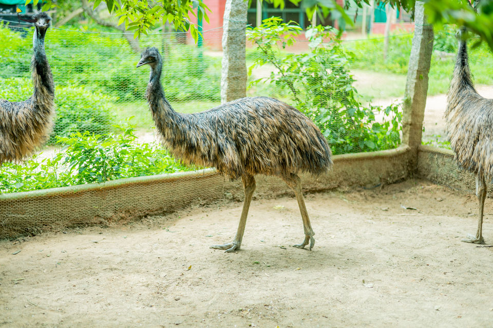 Photo of Visting EMU's in South Bangalore's Pet Sanctuary by KatchuTravels