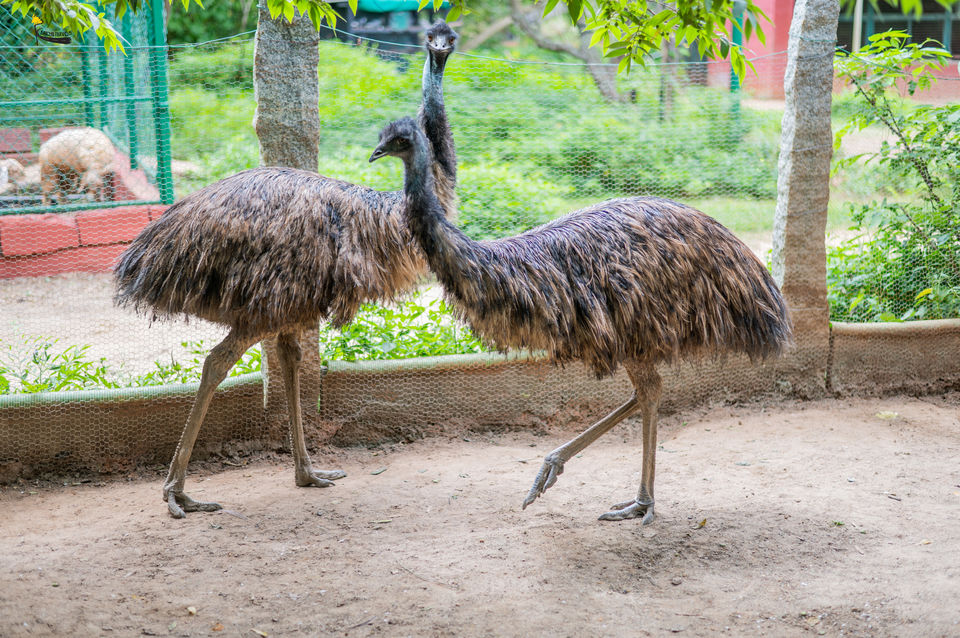 Photo of Visting EMU's in South Bangalore's Pet Sanctuary by KatchuTravels