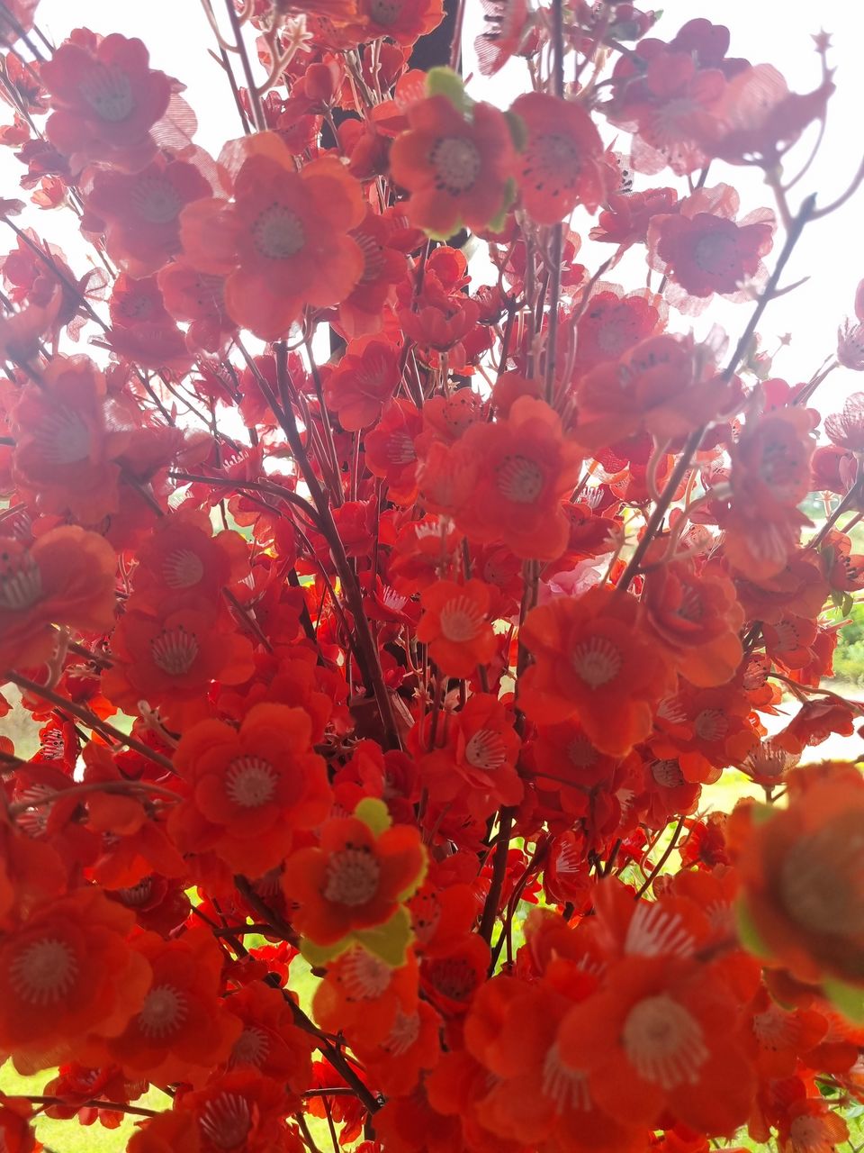 Photo of Làng Hoa Phú Quốc, Thành phố Phú Quốc by KatchuTravels