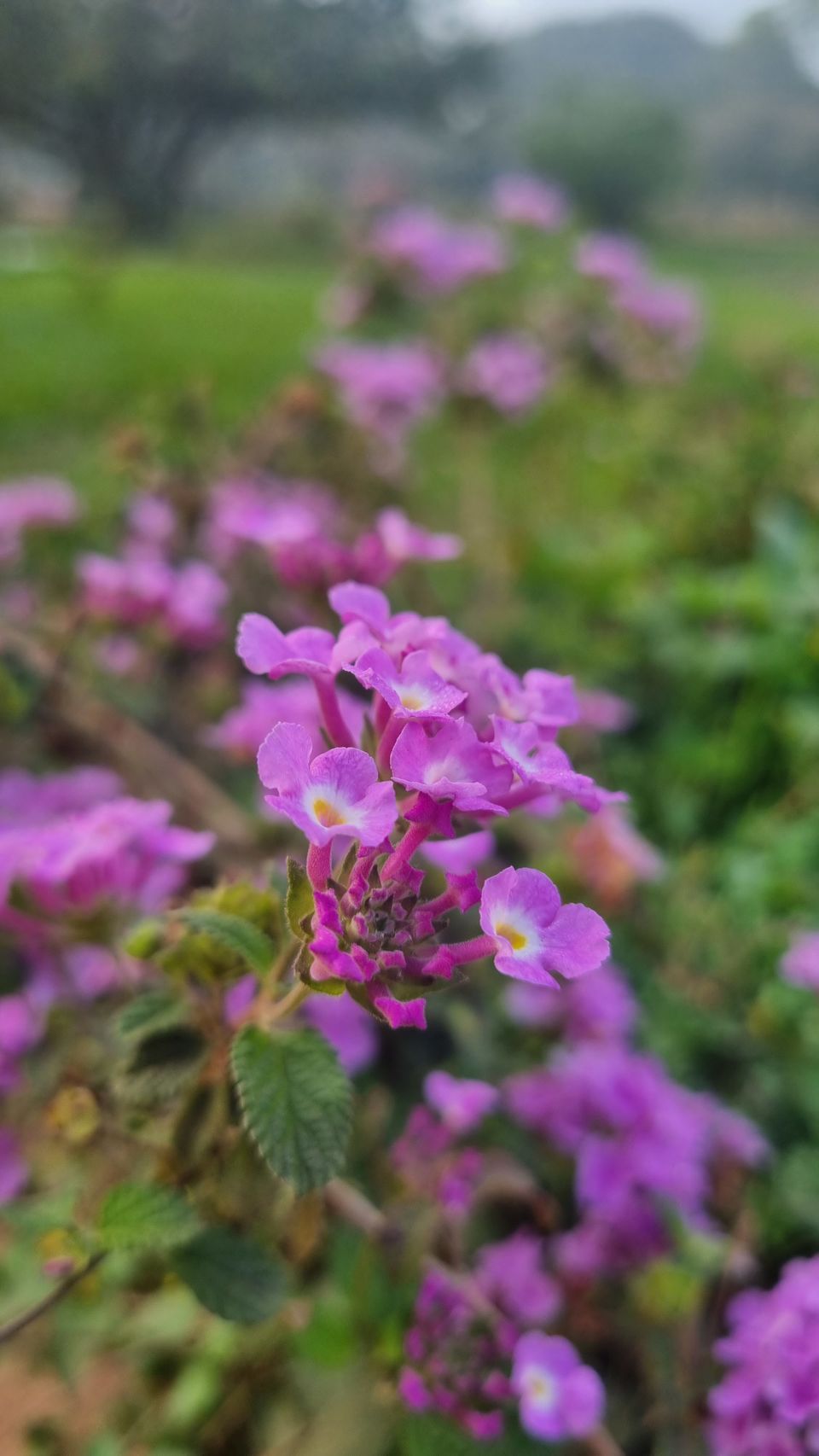 Photo of All You Need to Know about Bangalore's Iconic Flower Festival at Lalbagh Botanical Garden by KatchuTravels