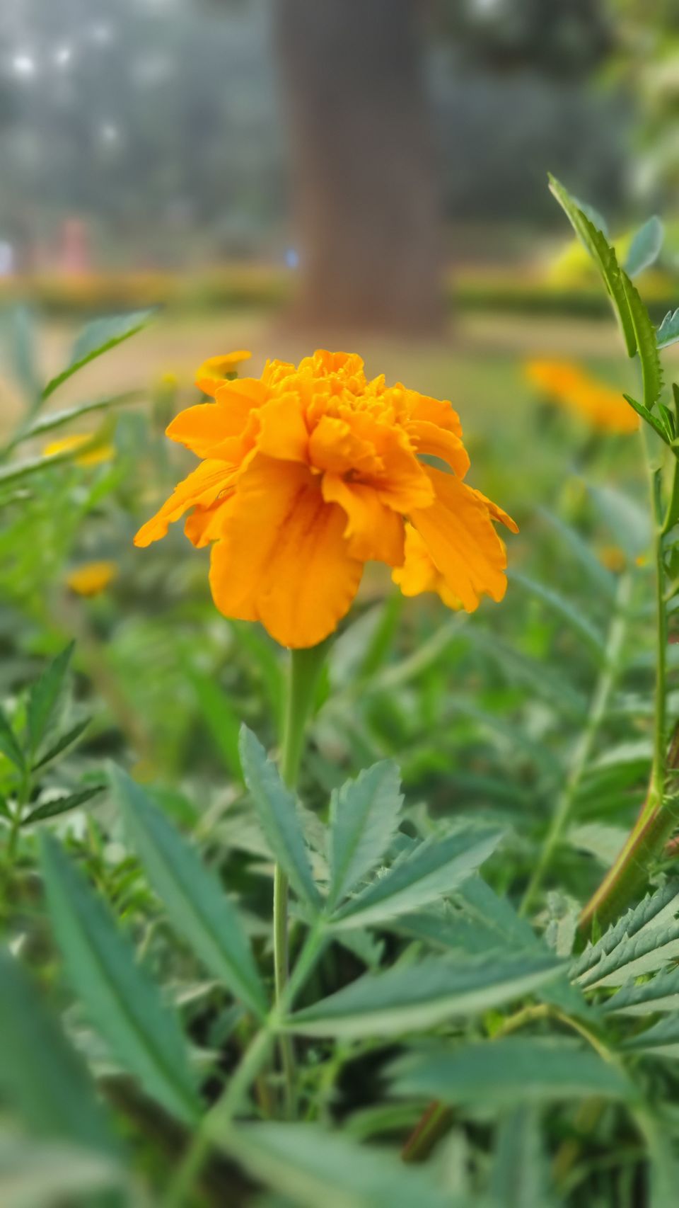 Photo of All You Need to Know about Bangalore's Iconic Flower Festival at Lalbagh Botanical Garden by KatchuTravels