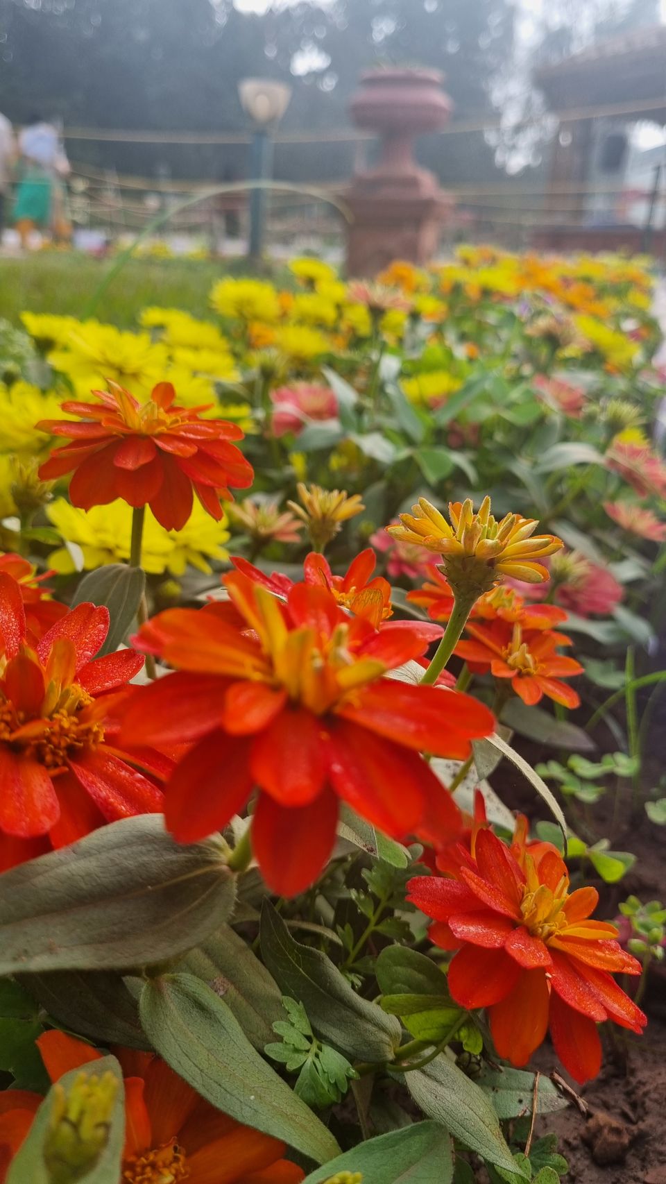 Photo of All You Need to Know about Bangalore's Iconic Flower Festival at Lalbagh Botanical Garden by KatchuTravels