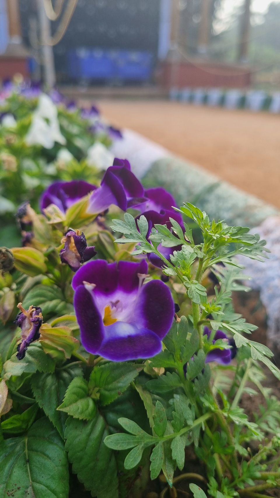 Photo of All You Need to Know about Bangalore's Iconic Flower Festival at Lalbagh Botanical Garden by KatchuTravels