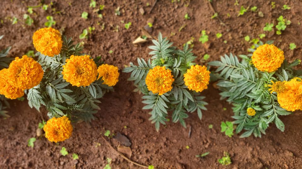 Photo of All You Need to Know about Bangalore's Iconic Flower Festival at Lalbagh Botanical Garden by KatchuTravels